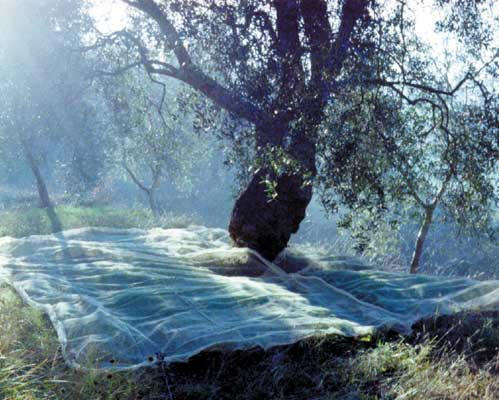 Raccolta delle Olive